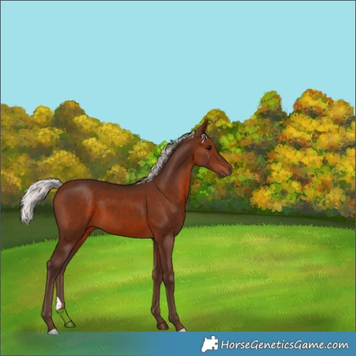 Horse Color:Silver Bay 