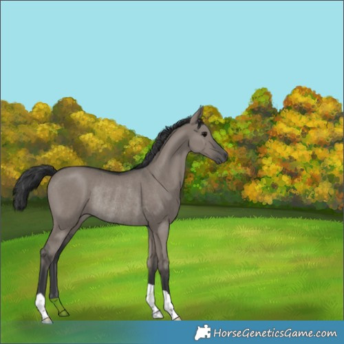 Horse Color:Grullo Rabicano 