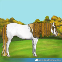 Horse Color:Painted Buckskin Splash Tobiano Near Fewspot 