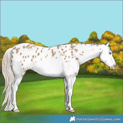 Horse Color:White Spotted Chocolate Palomino Dun Splash Appaloosa 