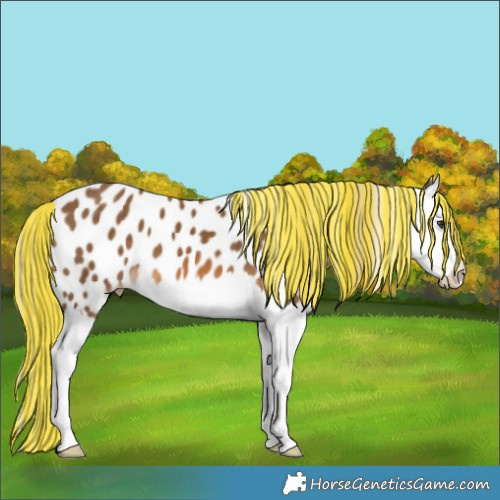 Horse Color:Painted White Spotted Chocolate Palomino Splash Appaloosa 