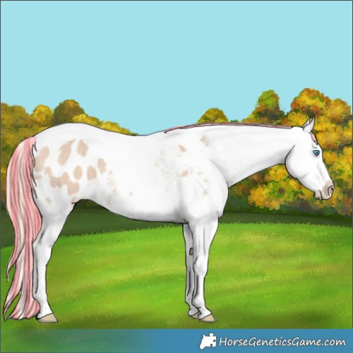 Horse Color:Painted Perlino Splash Tobiano Appaloosa 