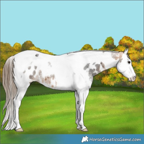 Horse Color:Buckskin Roan Splash Tobiano Appaloosa 