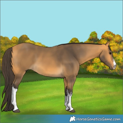 Horse Color:White Spotted Buckskin 