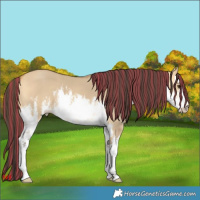 Horse Color:Painted White Spotted Buckskin Dun