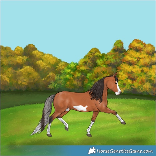 Horse Color:Bay Splash Frame 