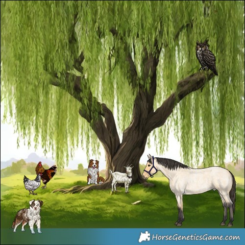 Horse Color:Buckskin Roan 