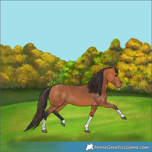 Horse Color:Bay Tobiano 