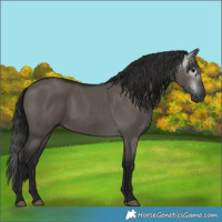 Horse Color:Gray Grullo