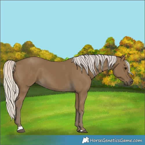 Horse Color:Silver Smoky Black