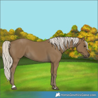 Horse Color:Silver Smoky Black