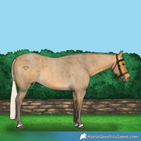 Horse Color:Silver Buckskin Roan 