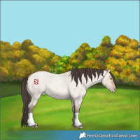 Horse Color:Amber Champagne Roan Dun