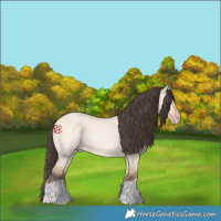 Horse Color:Amber Champagne Roan Dun 