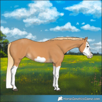 Horse Color:Chestnut Splash Frame 
