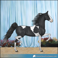 Horse Color:Black Splash Tobiano 