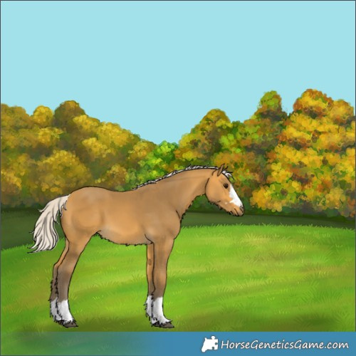 Horse Color:Silver Buckskin 