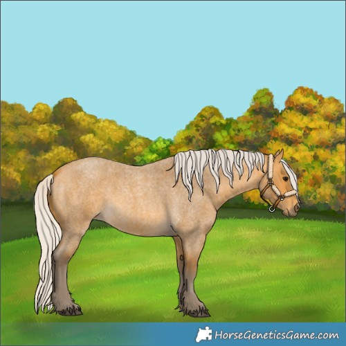 Horse Color:Silver Buckskin Roan
