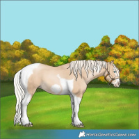Horse Color:Palomino Pearl Splash Tobiano Frame