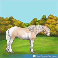 Horse Color:Palomino Pearl Splash Tobiano Frame 