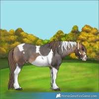 Horse Color:Buckskin Tobiano Frame Varnish 