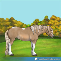 Horse Color:Chocolate Palomino Dun Tobiano Frame Rabicano 