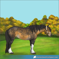 Horse Color:Buckskin Tobiano 