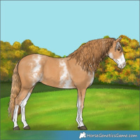 Horse Color:White Spotted Chestnut 