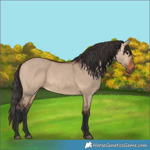 Horse Color:Bay Dun 