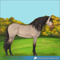 Horse Color:Bay Dun