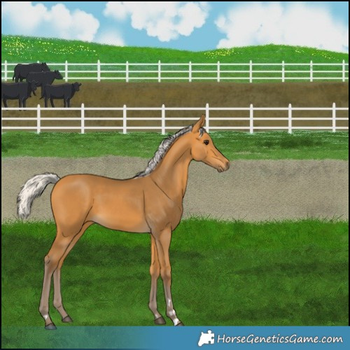Horse Color:Silver Buckskin 