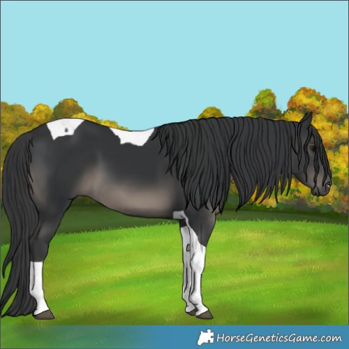 Horse Color:Black Tobiano 