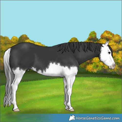 Horse Color:Black Splash 