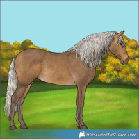Horse Color:Silver Buckskin 