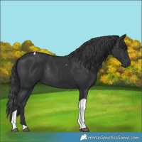 Horse Color:Black Tobiano Rabicano