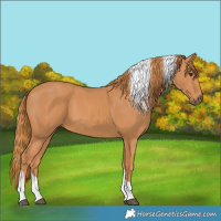 Horse Color:Chestnut Tobiano 