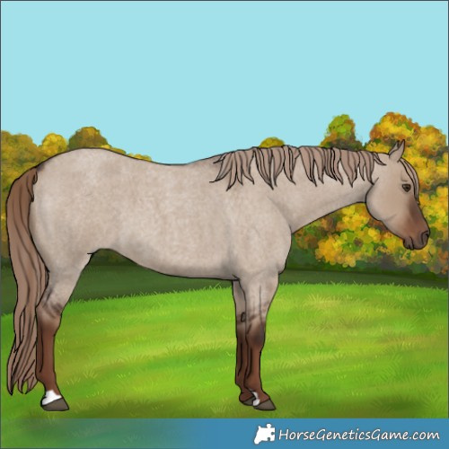 Horse Color:Liver Red Dun Roan 