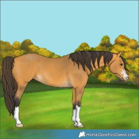 Horse Color:Buckskin 