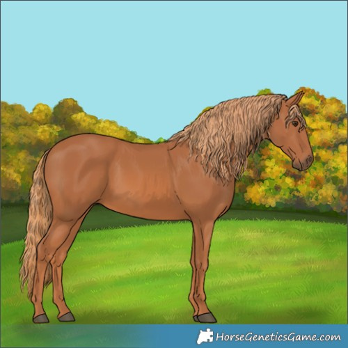 Horse Color:Chestnut 
