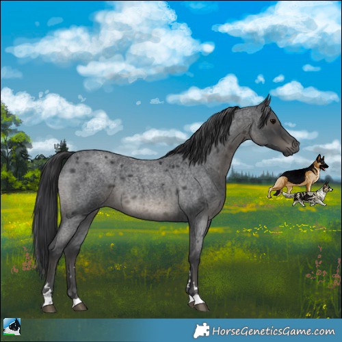 Horse Color:Blue Roan 