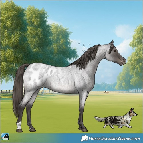 Horse Color:Smoky Blue Roan Appaloosa