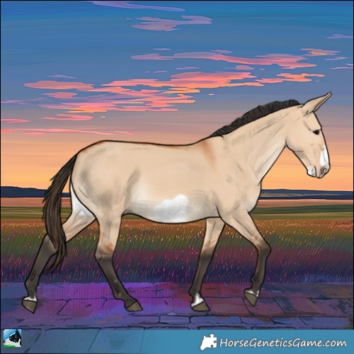 Horse Color:Bay Dun Frame Rabicano
