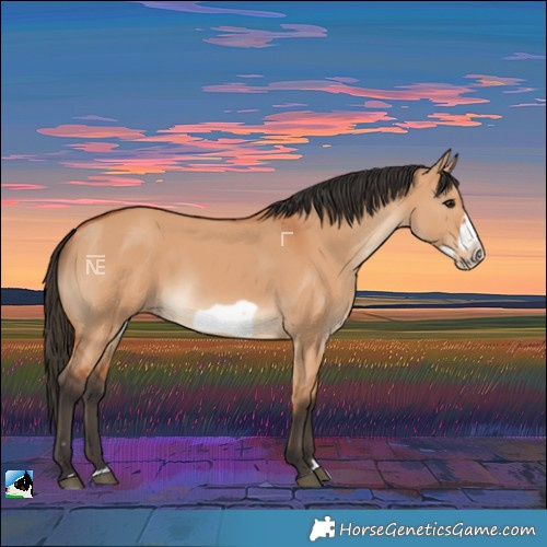 Horse Color:Bay Dun Frame Rabicano 