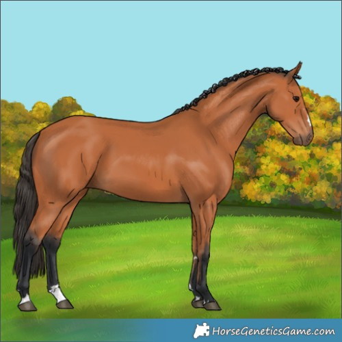 Horse Color:Bay 