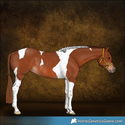 Horse Color:Chestnut Tobiano Rabicano 