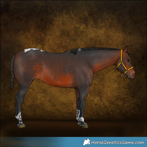 Horse Color:Bay Tobiano Rabicano 