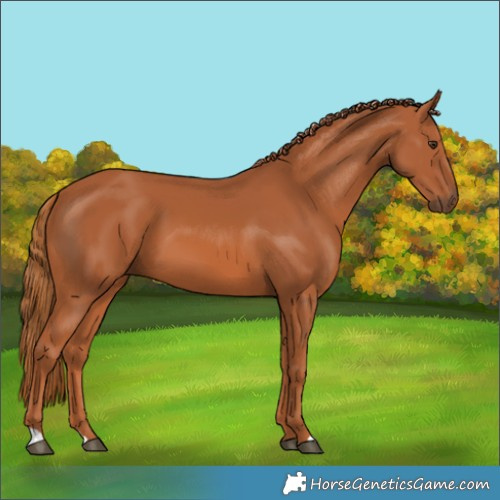 Horse Color:Chestnut 