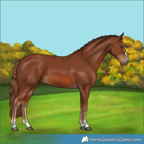 Horse Color:Chestnut 