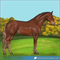 Horse Color:Chestnut 