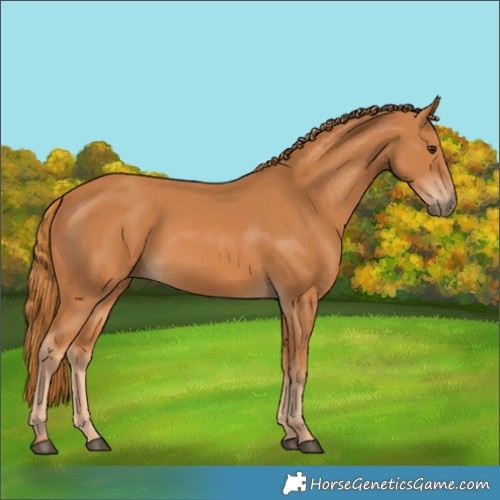 Horse Color:Chestnut 